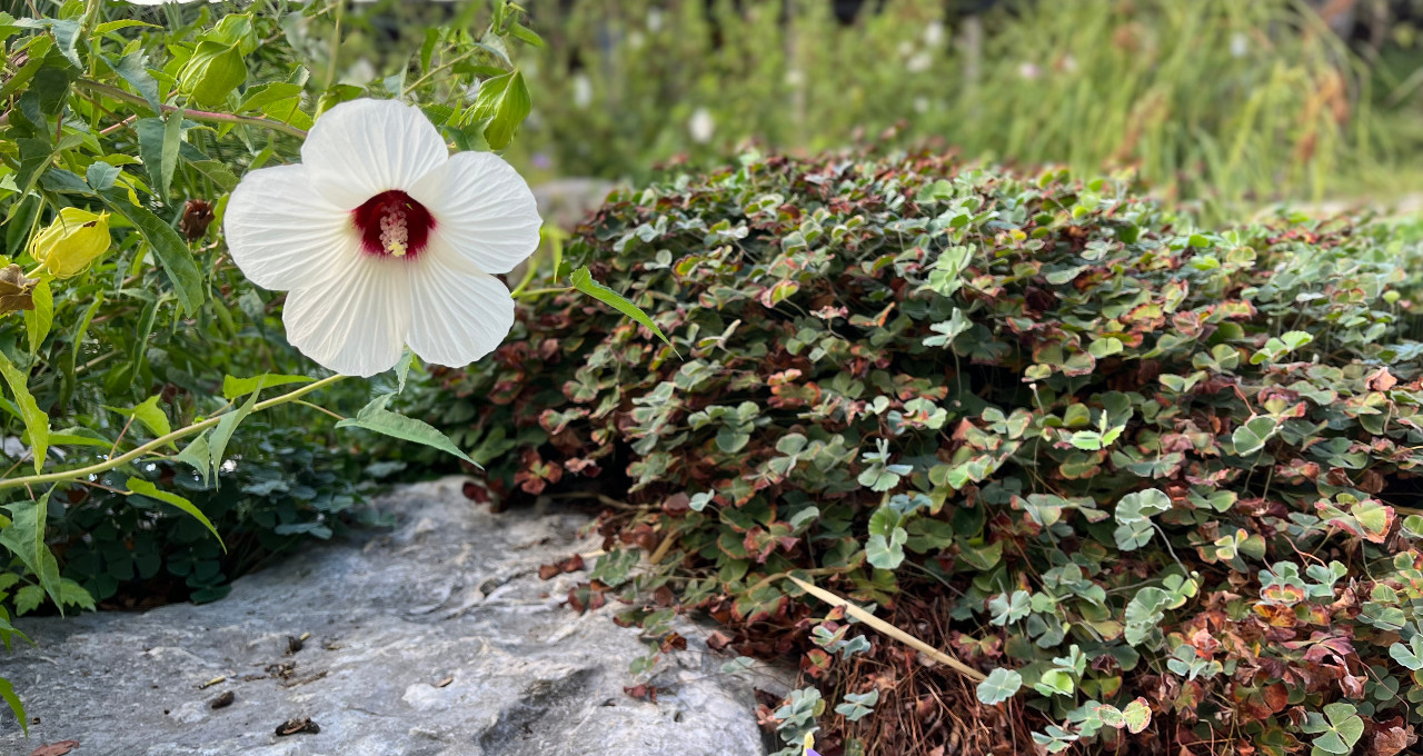 White Flower -- Art of Healing Us