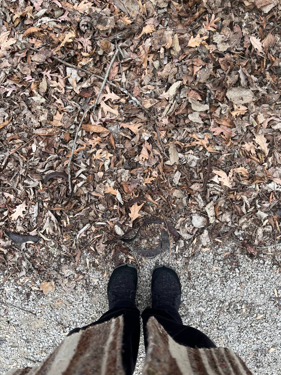 leaves and shoes